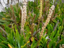 Plantago crassifolia var. crassifolia inflorescences